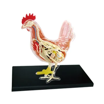 Красно-белый Цыпленок 4D Мастер-головоломка Для Сборки Игрушки Биология животных Анатомический орган Обучающая модель Анатомия